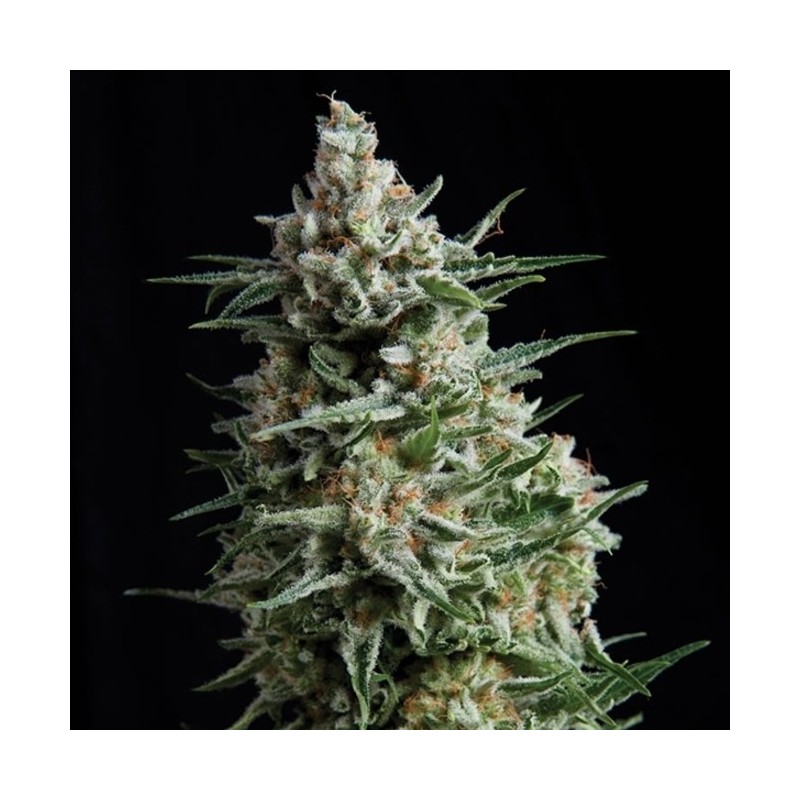 AUTO ANESTHESIA (PYRAMID SEEDS)