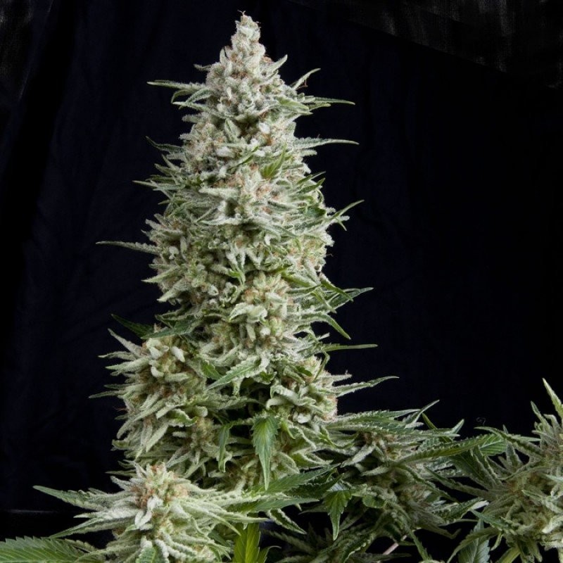 AMNESIA GOLD AUTO (PYRAMID SEEDS)