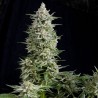 AMNESIA GOLD AUTO (PYRAMID SEEDS)