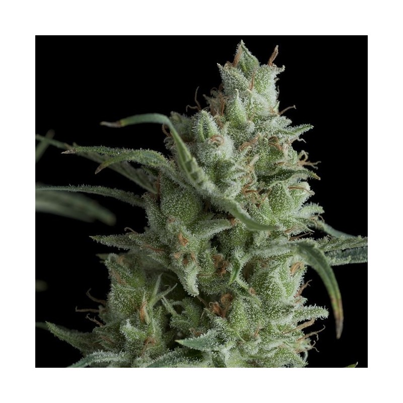 KRYPTONITE AUTO (PYRAMID SEEDS)