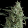 KRYPTONITE AUTO (PYRAMID SEEDS)