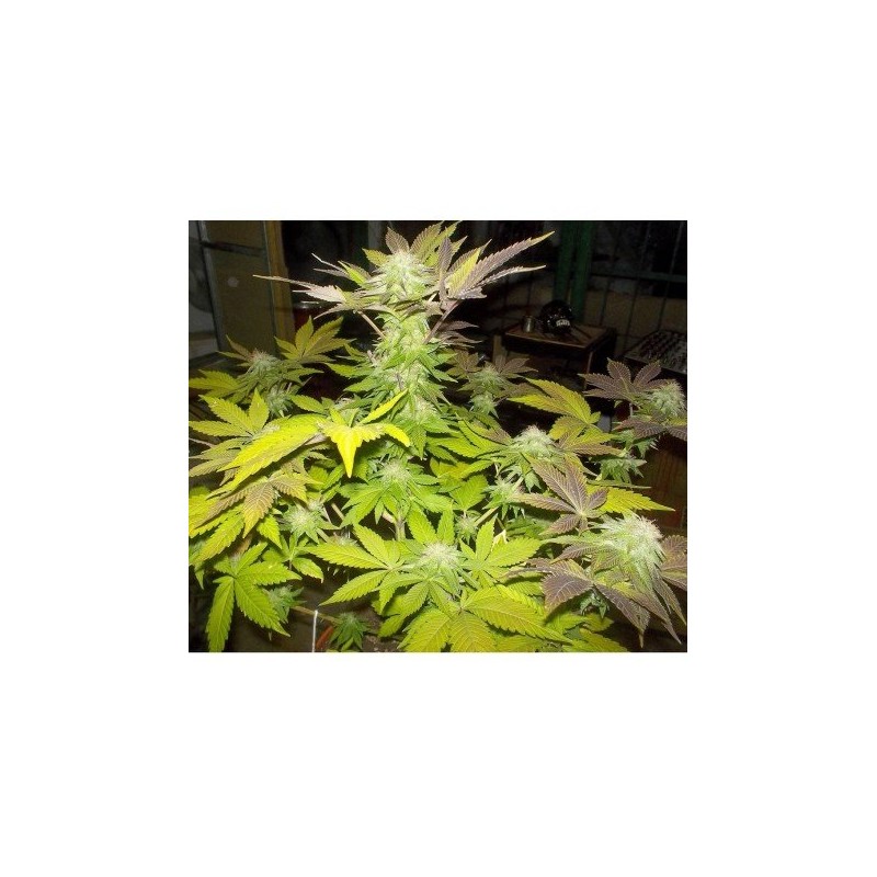 AUTO WHITE WIDOW (PYRAMID)
