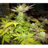 AUTO WHITE WIDOW (PYRAMID)