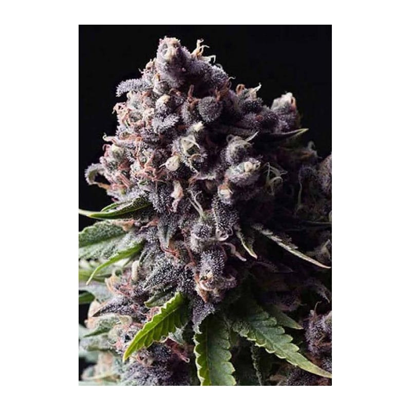 AUTO PURPLE (PYRAMID SEEDS)
