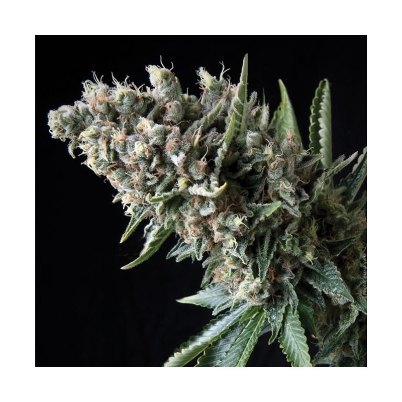 AUTO NEFERTITI (PYRAMID SEEDS)