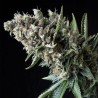 AUTO NEFERTITI (PYRAMID SEEDS)