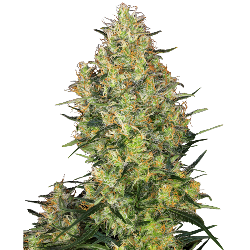SHIVA SKUNK AUTOMATICA (SENSI SEEDS)
