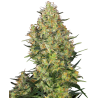 SHIVA SKUNK AUTOMATICA (SENSI SEEDS)
