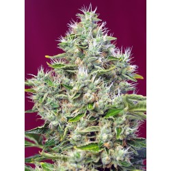 SAN FERNANDO LEMON KUSH...