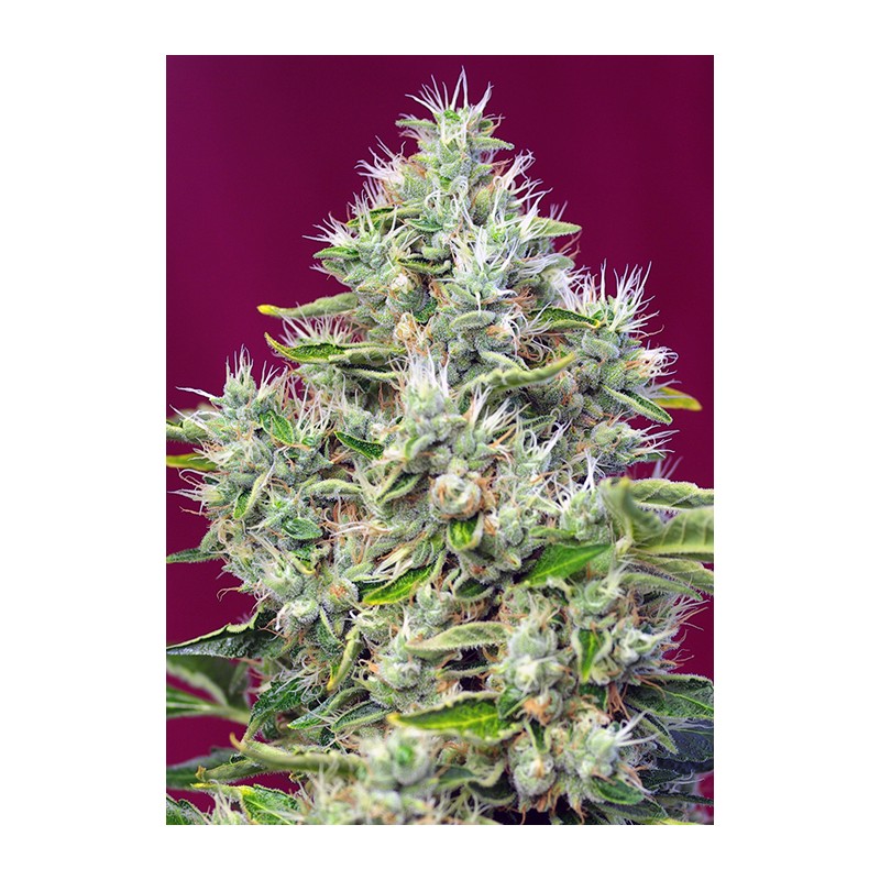 SAN FERNANDO LEMON KUSH (SWEET SEEDS) FEMINIZADA