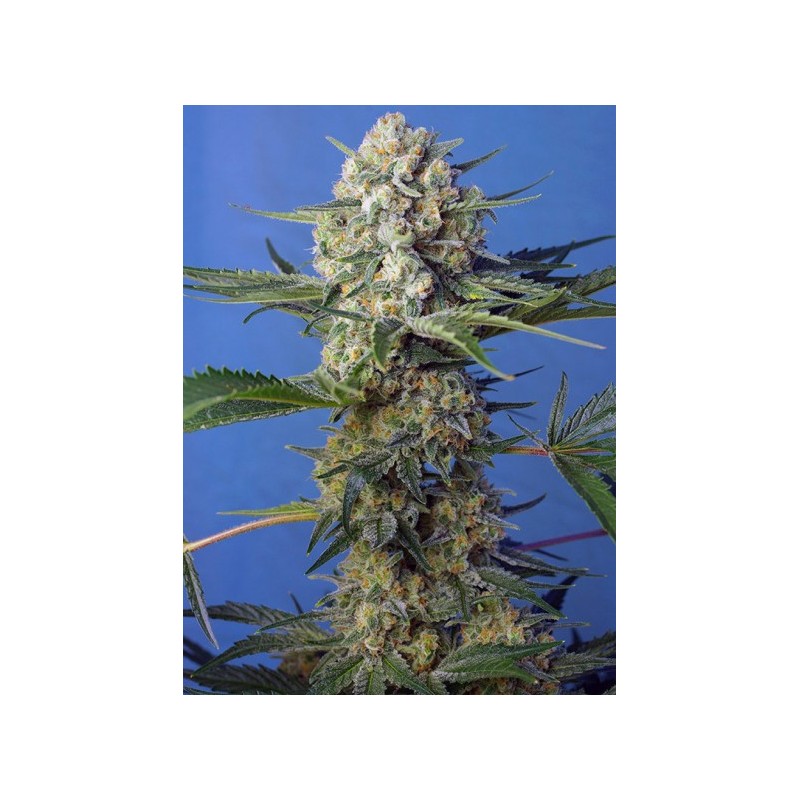 CRYSTAL CANDY F1 FAST VERSION (SWEET SEEDS)