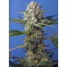CRYSTAL CANDY F1 FAST VERSION (SWEET SEEDS)