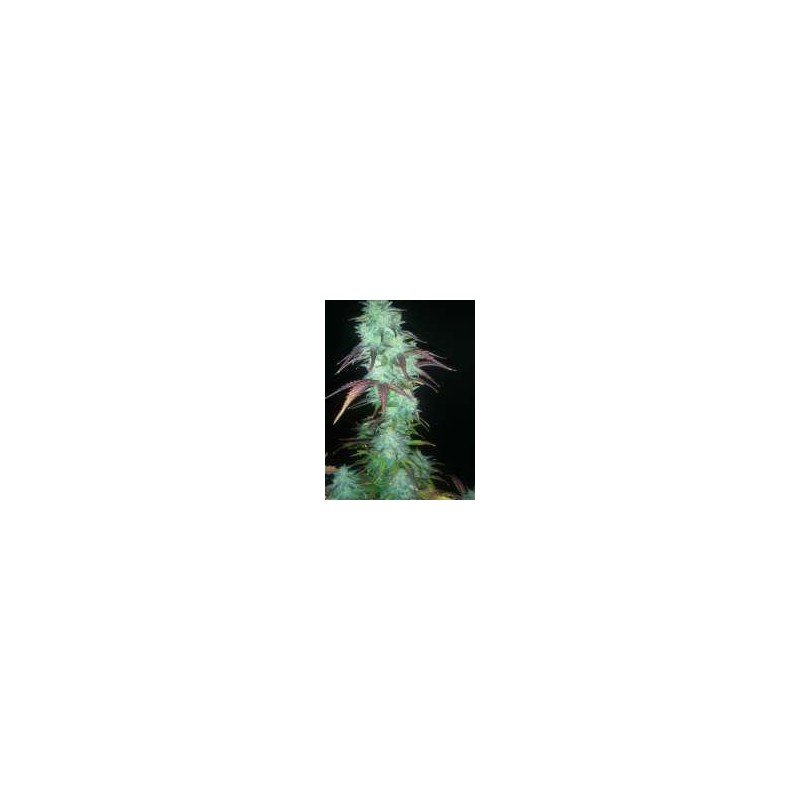 BLUEBERRY AUTO (SPEED SEEDS)