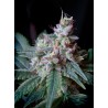 CREAM CARAMEL (SWEET SEEDS) FEMINIZADA