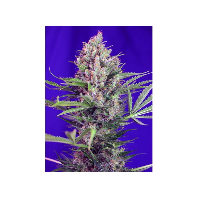 CREAM MANDARINE (F1 FAST VERSION) SWEET SEEDS