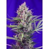 CREAM MANDARINE (F1 FAST VERSION) SWEET SEEDS