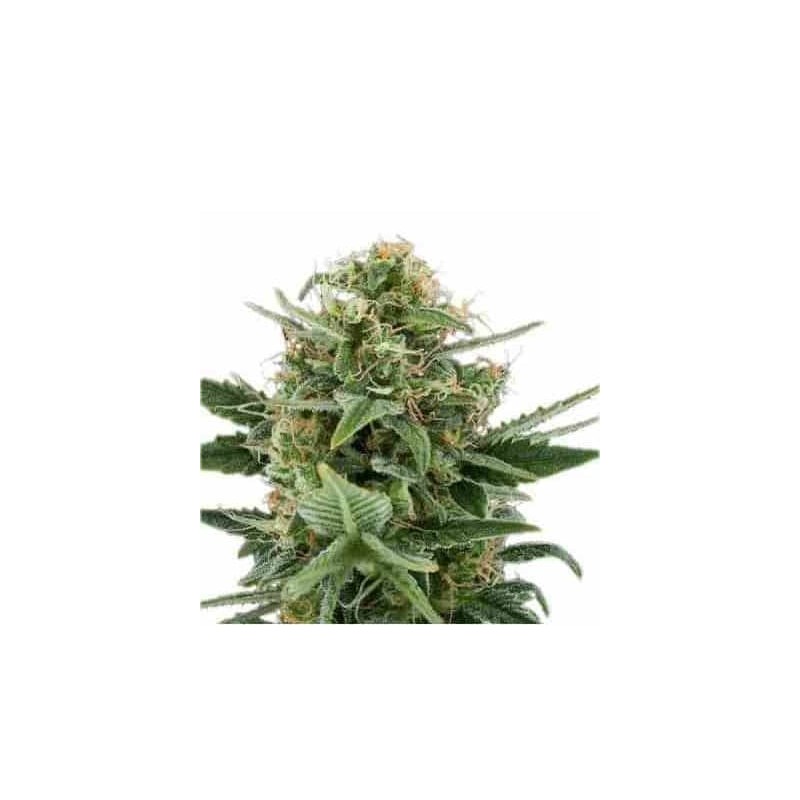 ROYAL DWARF AUTOFLORECIENTE (ROYAL QUEEN SEEDS)