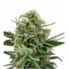 ROYAL DWARF AUTOFLORECIENTE (ROYAL QUEEN SEEDS)