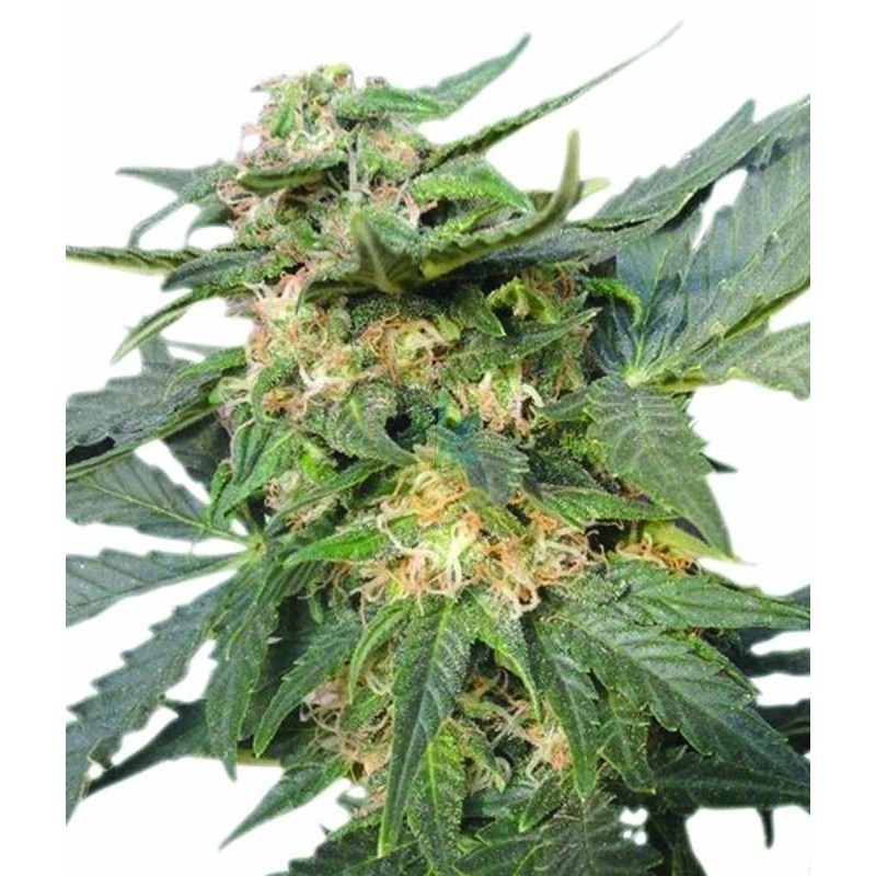 ROYAL HAZE AUTOMATIC (ROYAL QUEEN SEEDS)