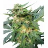 ROYAL HAZE AUTOMATIC (ROYAL QUEEN SEEDS)