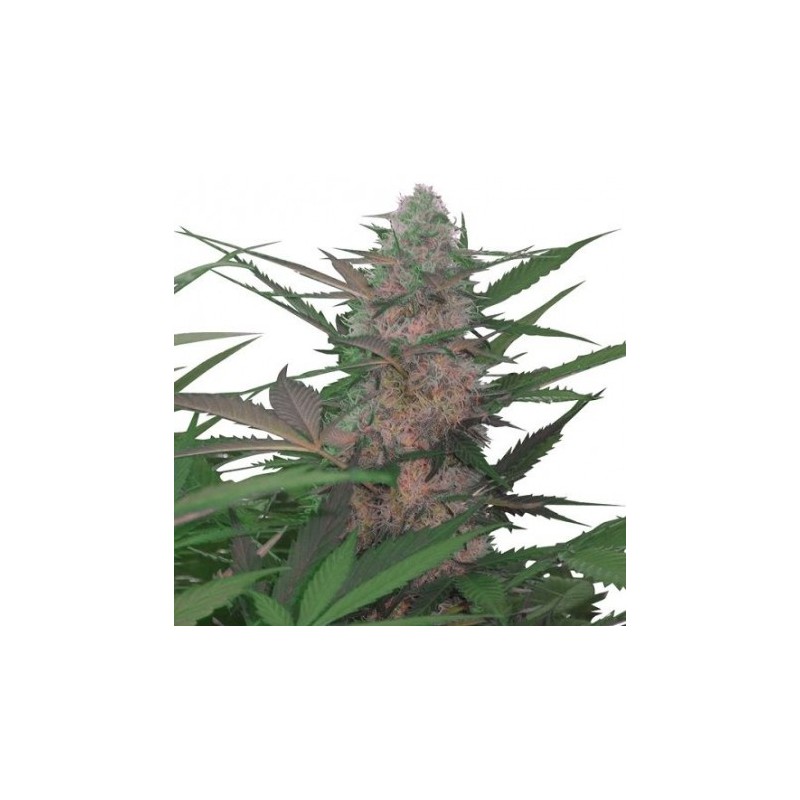 ROYAL AK AUTOMATIC (ROYAL QUEEN SEEDS)
