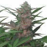 ROYAL AK AUTOMATIC (ROYAL QUEEN SEEDS)