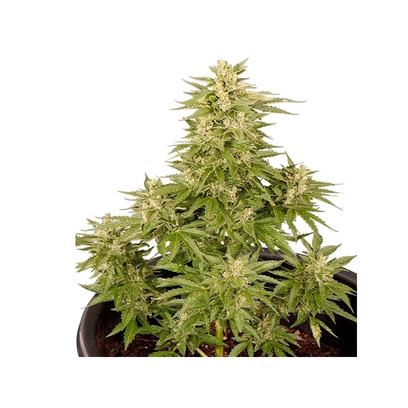 ROYAL CRITICAL AUTOMATIC (ROYAL QUEEN SEEDS)