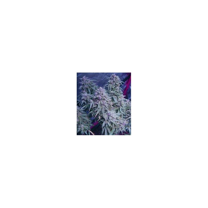 NORTHERN LIGHT AUTOMATIC (ROYAL QUEEN SEEDS)