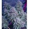 NORTHERN LIGHT AUTOMATIC (ROYAL QUEEN SEEDS)