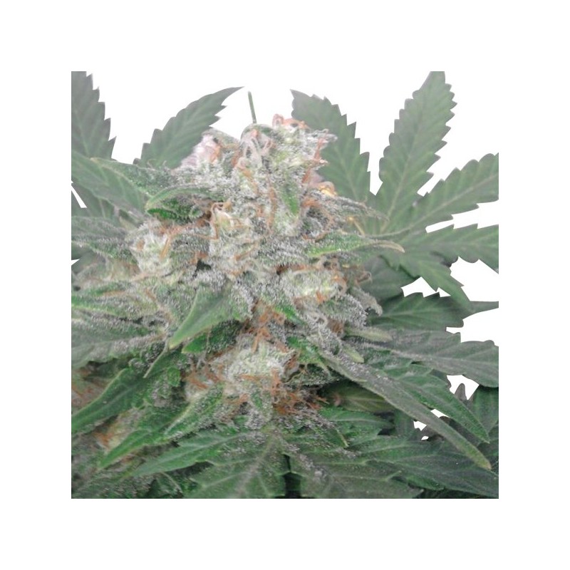 ROYAL BLUEMATIC (ROYAL QUEEN SEEDS)