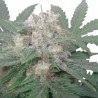ROYAL BLUEMATIC (ROYAL QUEEN SEEDS)
