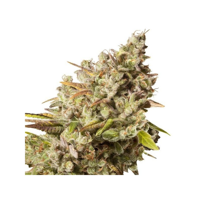ROYAL GORILLA AUTO (ROYAL QUEEN)