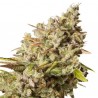ROYAL GORILLA AUTO (ROYAL QUEEN)