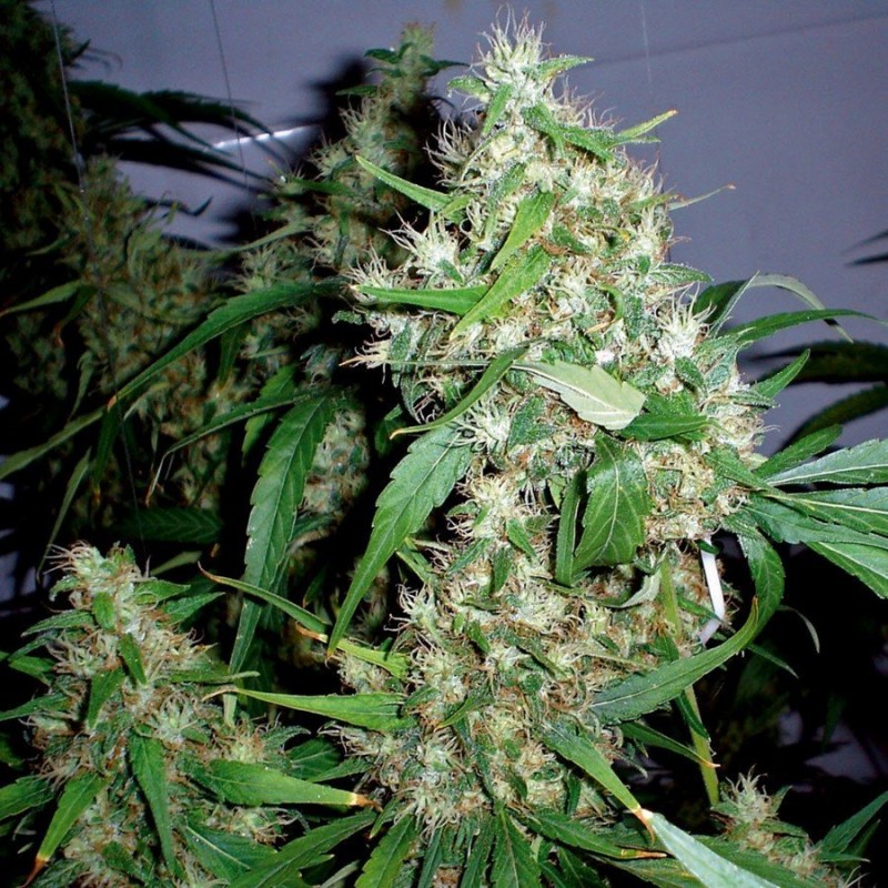 CRITICAL KUSH AUTO (BARNEY´S FARM)