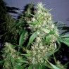 CRITICAL KUSH AUTO (BARNEY´S FARM)
