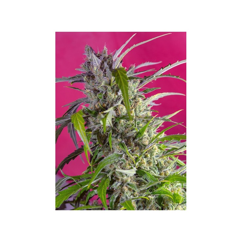 CRYSTAL CANDY AUTO (SWEET SEEDS)