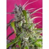 CRYSTAL CANDY AUTO (SWEET SEEDS)