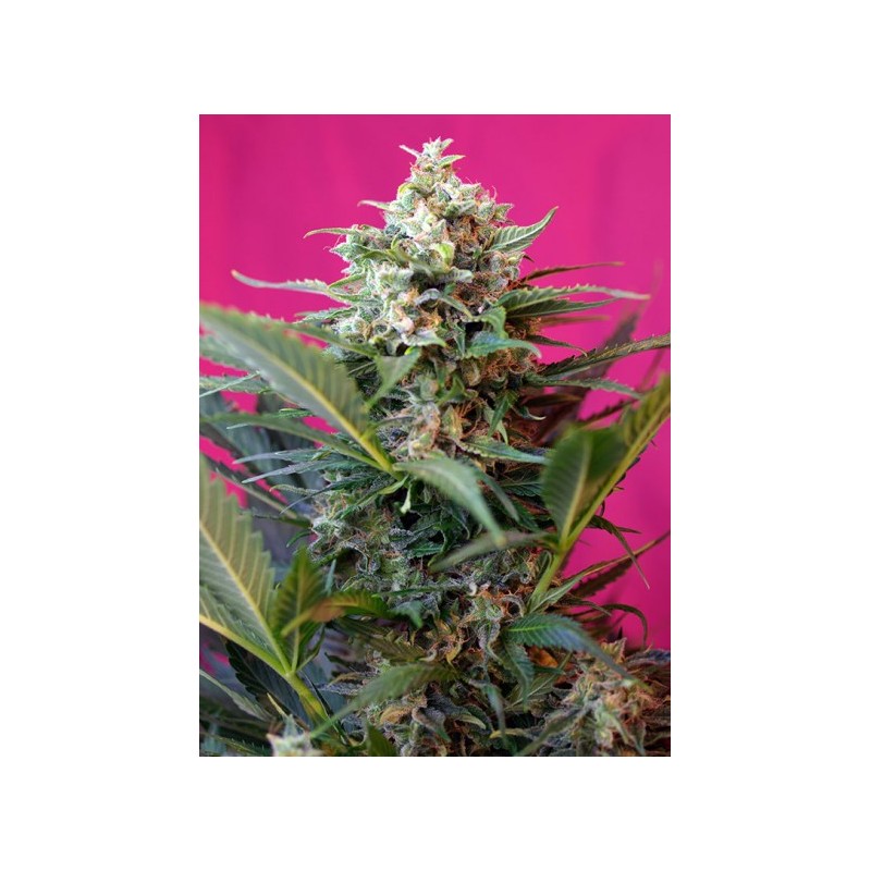 BIG DEVIL XL AUTO 3G (SWEET SEEDS)