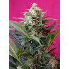 BIG DEVIL XL AUTO 3G (SWEET SEEDS)