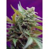 BLACK JACK AUTO (SWEET SEEDS) FEMINIZADA
