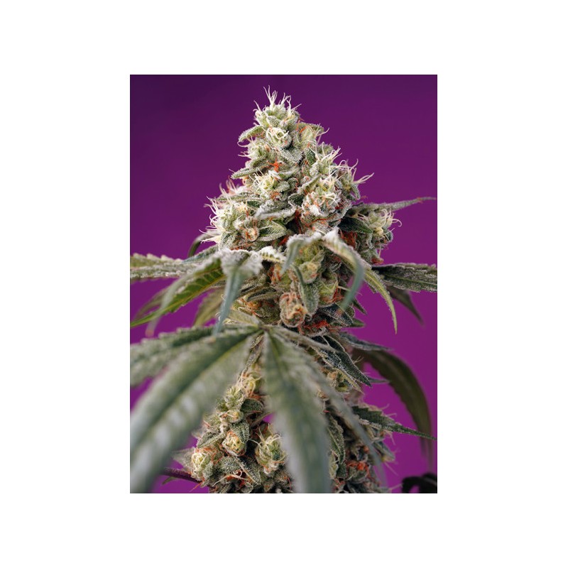 BRUCE BANNER AUTO (SWEET SEEDS)