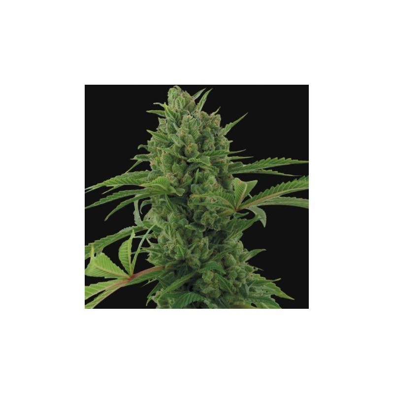 PINEAPPLE EXPRESS AUTO (BARNEY´S FARM SEEDS)-1