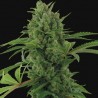 PINEAPPLE EXPRESS AUTO (BARNEY´S FARM SEEDS)-1