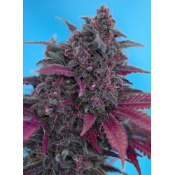 DARK DEVIL AUTO (THE RED FAMILY) SWEET SEEDS