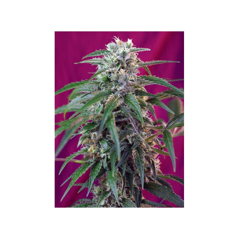 GREEN POISON AUTO (SWEET SEEDS)