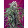 GREEN POISON AUTO (SWEET SEEDS)