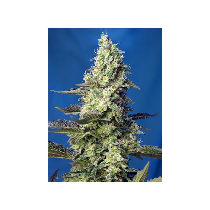 GREEN POISON XL AUTO (SWEET SEEDS)