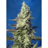 GREEN POISON XL AUTO (SWEET SEEDS)
