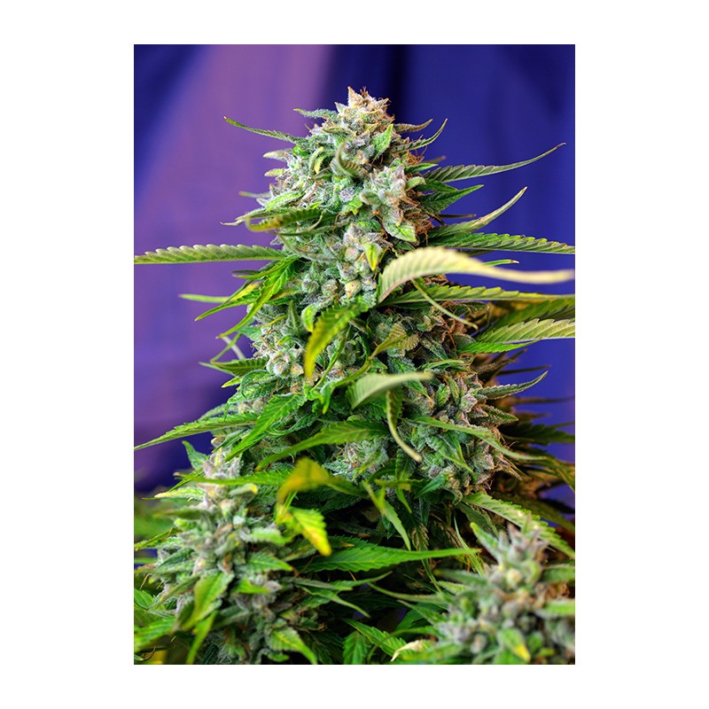 JACK 47 AUTO FEMINIZADA (SWEET SEEDS)