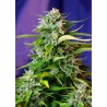 JACK 47 AUTO FEMINIZADA (SWEET SEEDS)